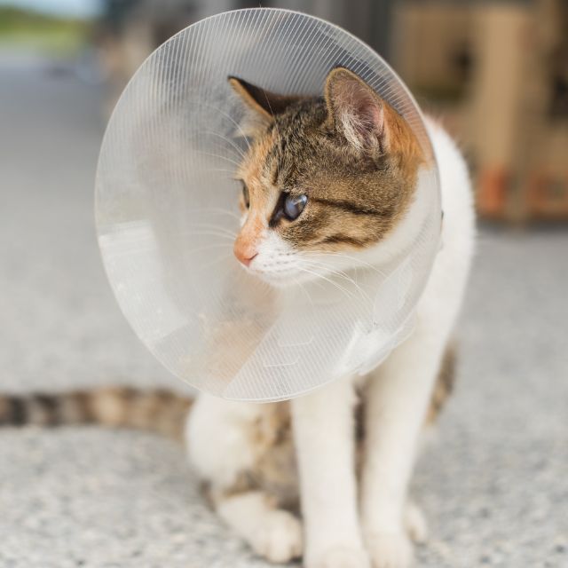 A cat with a cone around its head