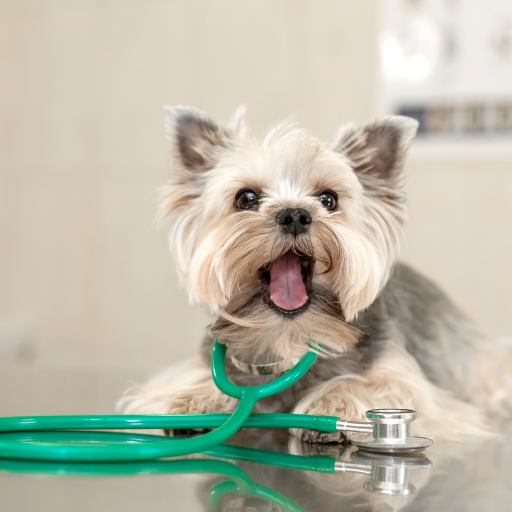 A dog with a stethoscope holding it in its neck