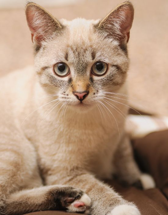 a cat sitting on a blanket