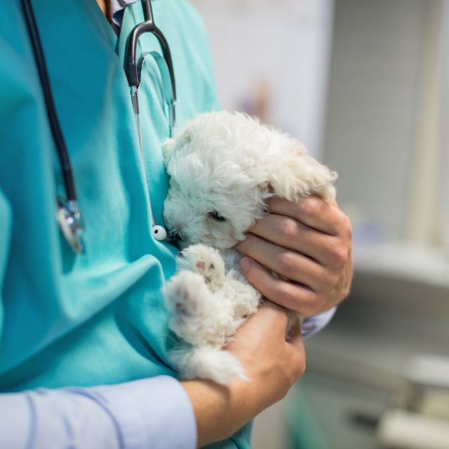 a vet holding a puppy in his arms