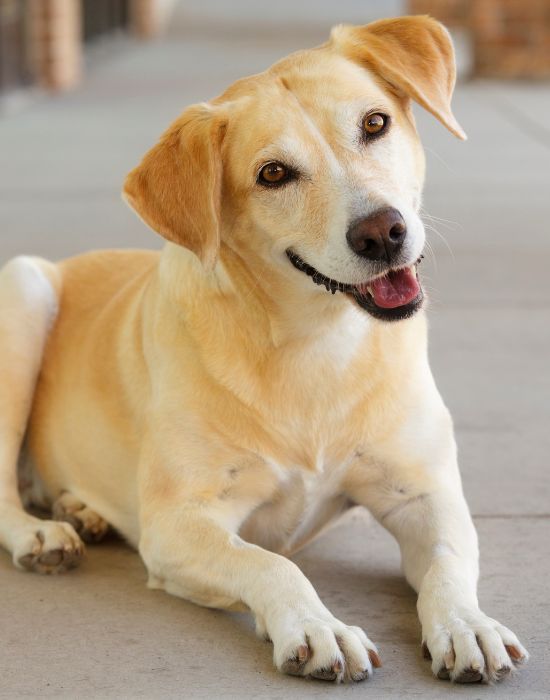 A dog sitting on the sidewalk with its tongue out