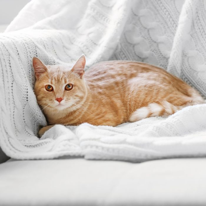 a cat resting on a white couch