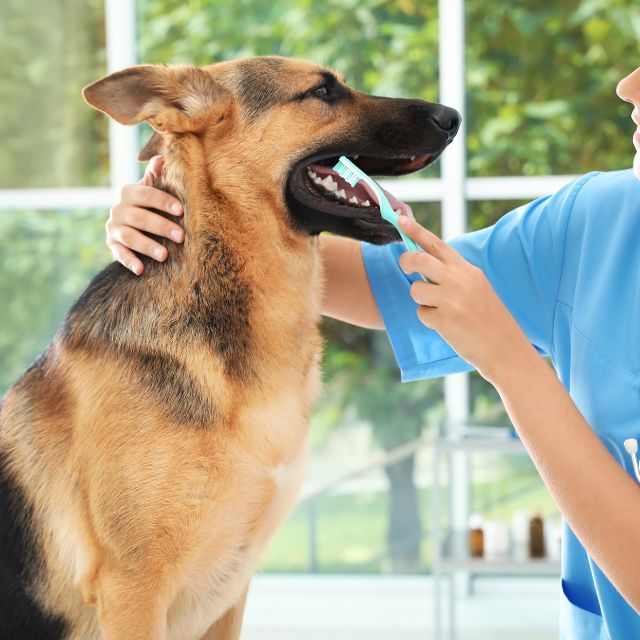 Vet in blue shirt brushing a dog's teeth